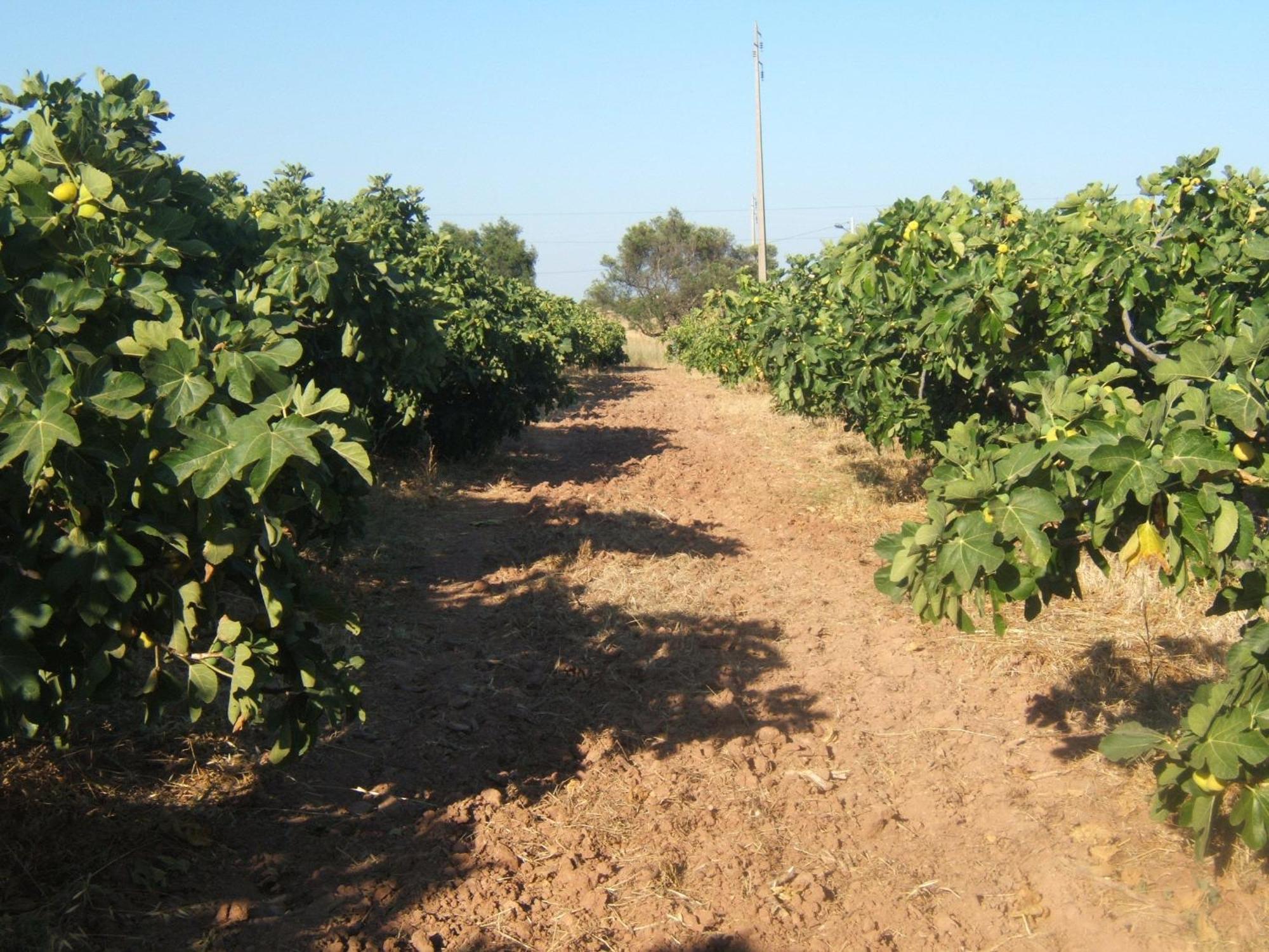 Quinta Da Fornalha - Santuario Agroecologico Villa Castro Marim Dış mekan fotoğraf